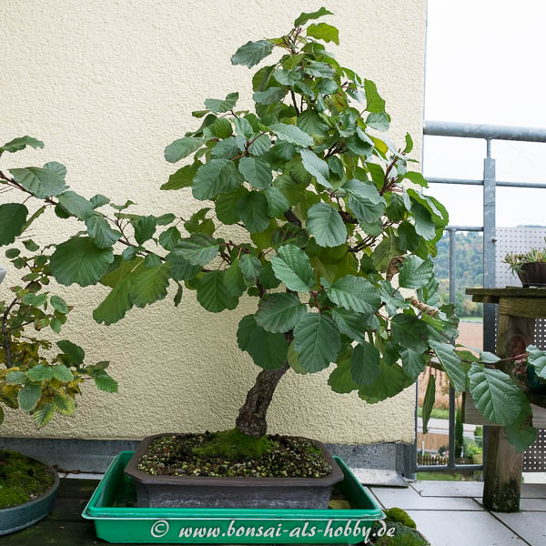 10 Jahre Gestaltung einer Schwarzerle (Alnus glutinosa) - Bonsai-Pflege und  Gestaltung als Hobby