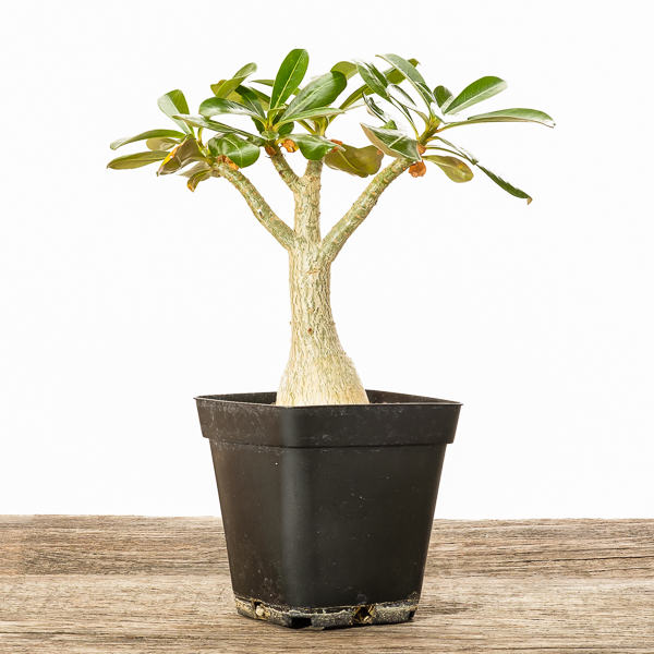 Wüstenrose Adenium #2