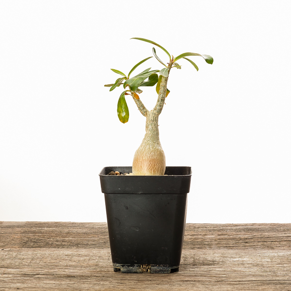 Adenium #3 im Topf