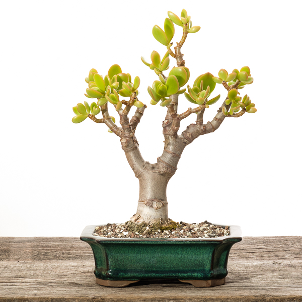 Crassula ovata - Pfennigbaum #1 - 2018