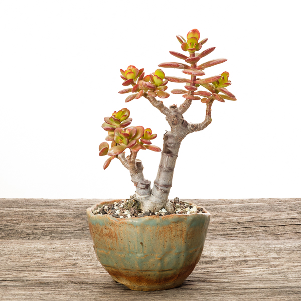 Crassula ovata var. minor #1 - 2018