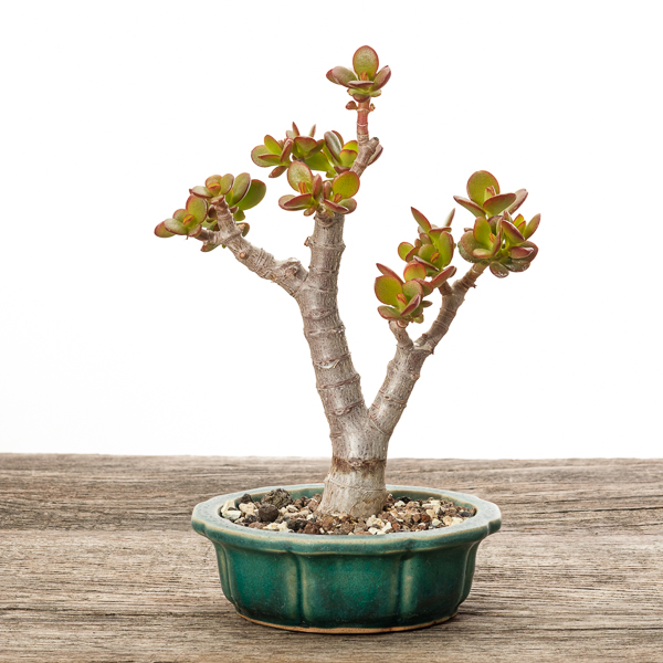 Crassula ovata var. minor #2 - 2018
