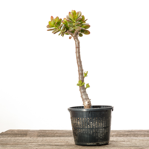 Crassula ovata var. minor #4 - 2018
