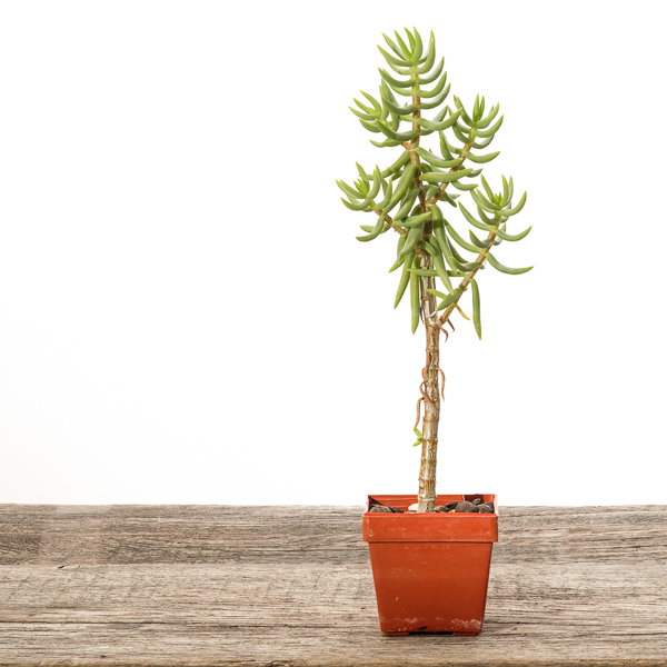 Crassula tetrogona #2 - 2018