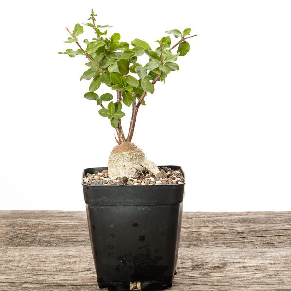 Fockea edulis 2018