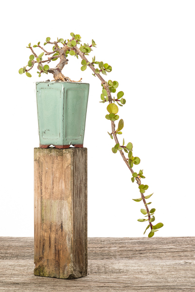 Jadebaum (Portulacaria afra) #2 - 2018