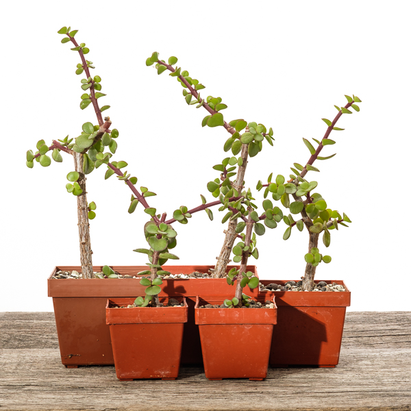 Jadebaum (Portulacaria afra) #4 - 2018