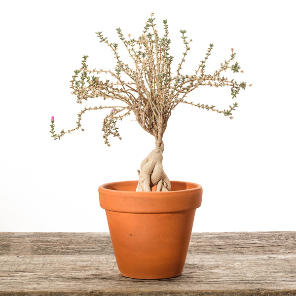 Trichodiadema bulbosum - 2018