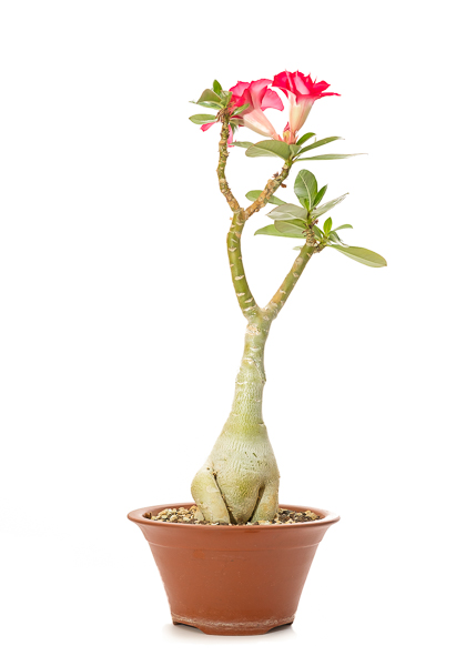 Würtenrose (Adenium) mit Blüte 2018