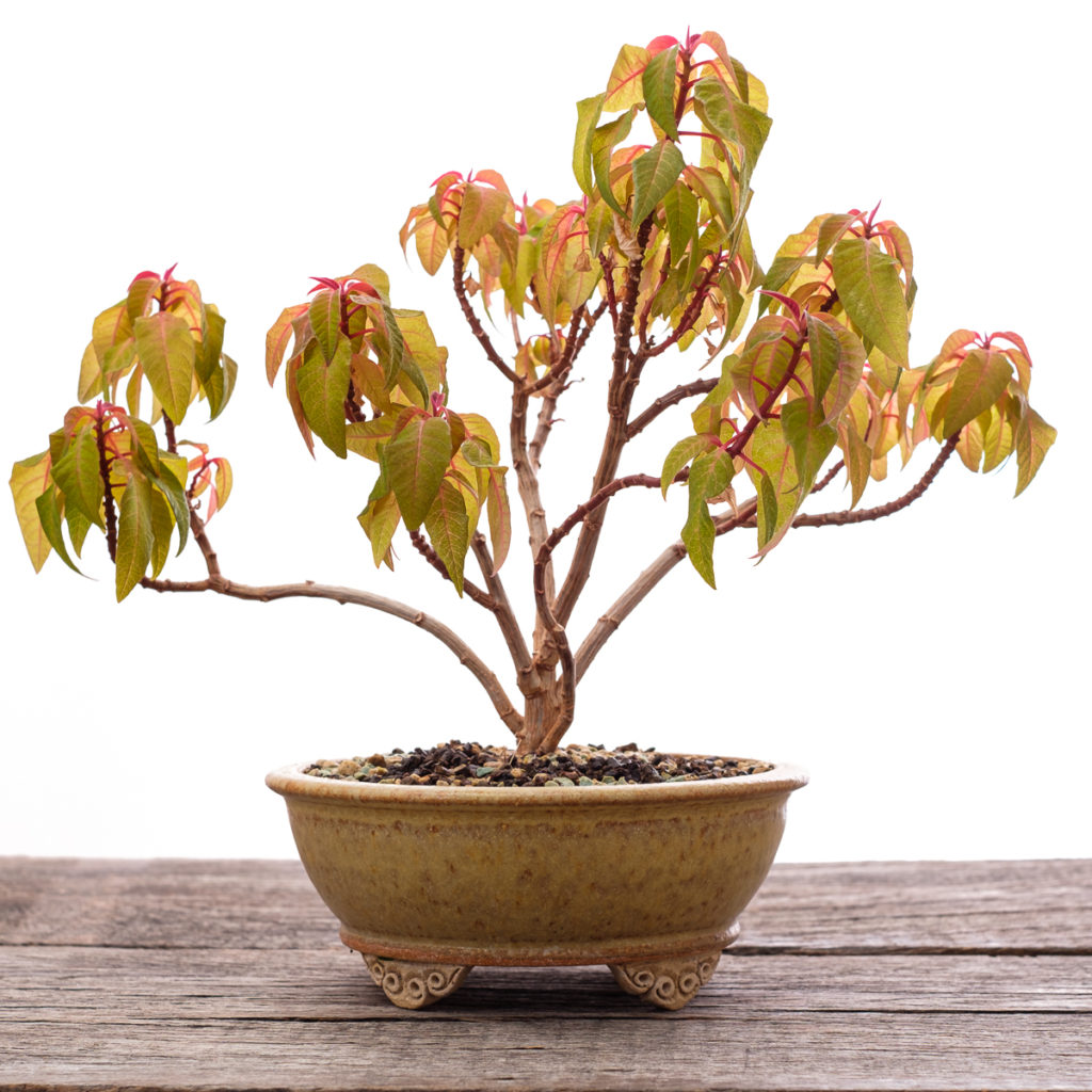 Weihnachtstern (Euphorbia pulcherrima ) als Bonsai Baum