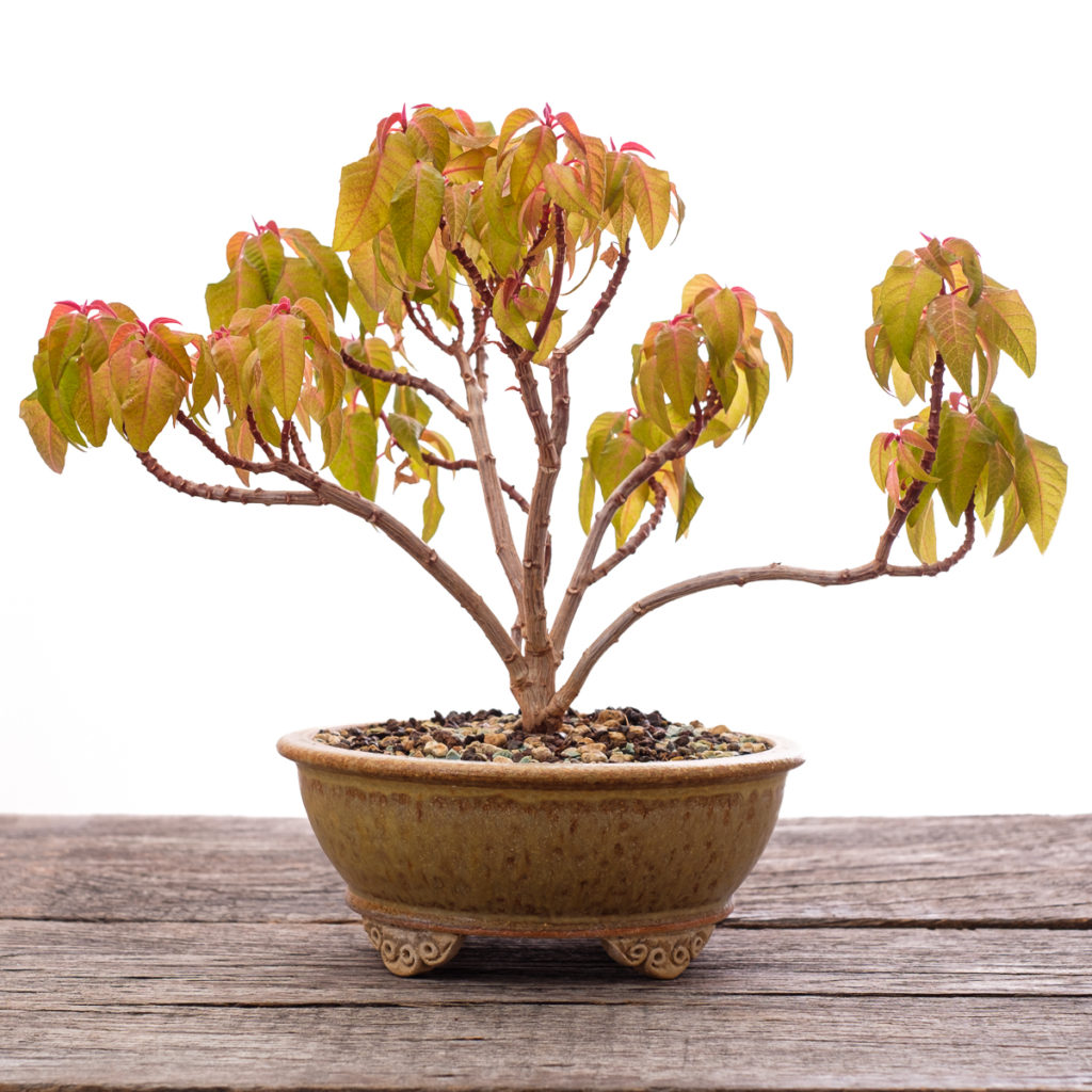 Weihnachtstern als Bonsai