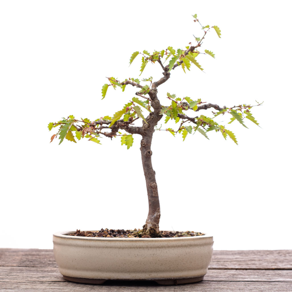Zelkove Bonsai im Mai 2020