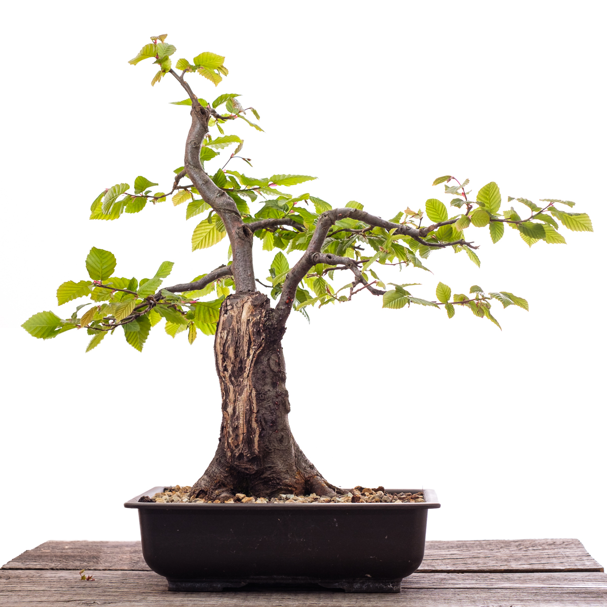 Selbstklebende Alufolie als Wundverschluss am Bonsai-Baum