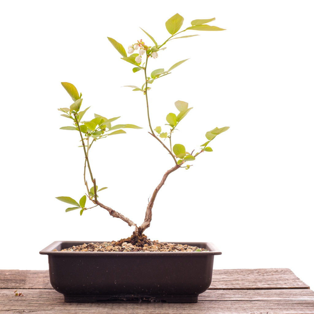 Heidelbeere auf dem Weg zum Bonsai?