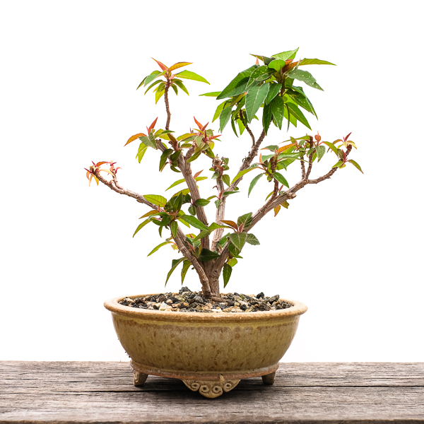 Weihnachtsstern (Euphorbia pulcherrima) als Bonsai - Bonsai-Pflege und  Gestaltung als Hobby